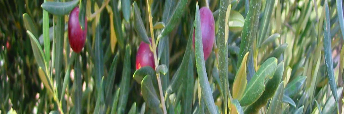 Image Entreprise borne de recharge Mouriès